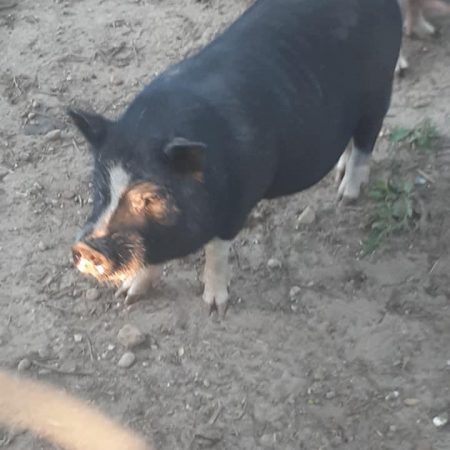 Juliana Potbellied Pigs