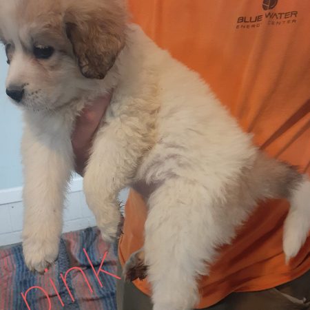 Great Pyreneese Puppies